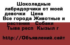 Шоколадные лабрадорчики от моей девочки › Цена ­ 25 000 - Все города Животные и растения » Собаки   . Тыва респ.,Кызыл г.